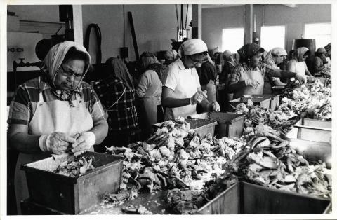 Hoonah Crab Cannery Ladies at Work